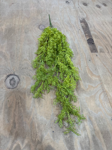 K Coral Fern