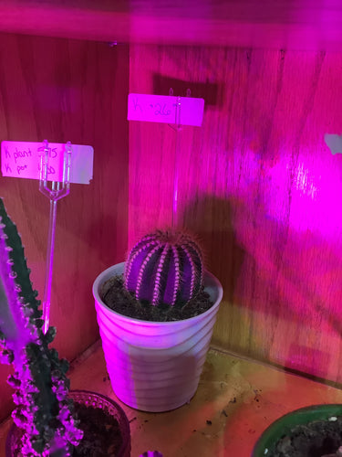 K Ball Cactus