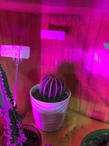 K Ball Cactus