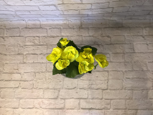 K 10” Begonia Bush Yellow