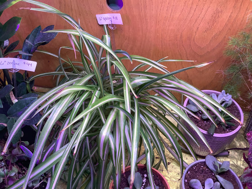 K 6” Spider Plant