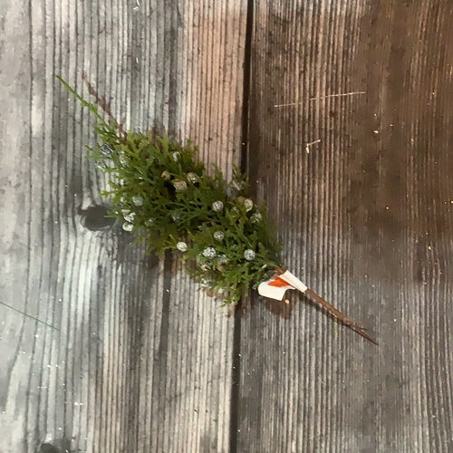 K Evergreen with Blue Berry Pick