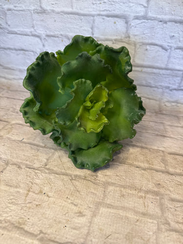 K Cabbage Succulent