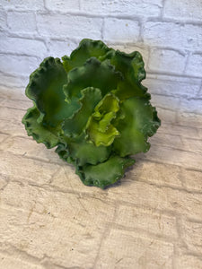 K Cabbage Succulent