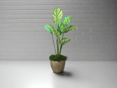 K 39.5” Calathea plant