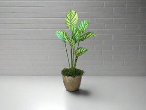 K 39.5” Calathea plant