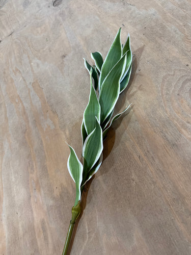 K Dracaena