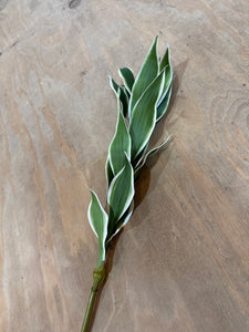 K Dracaena