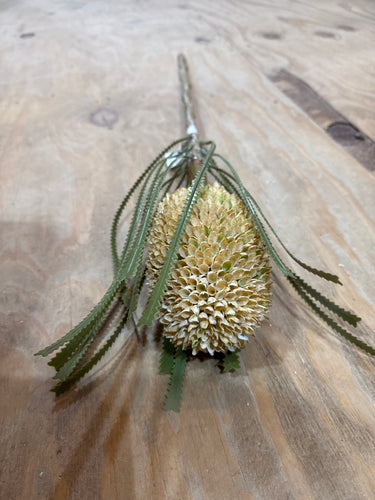 K Banakia Protea