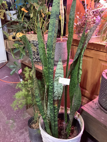 K 8” Snake Plant
