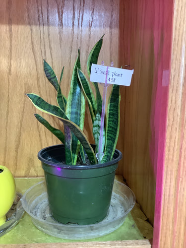 K 6” Snake Plant