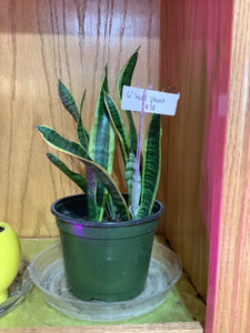 K 6” Snake Plant