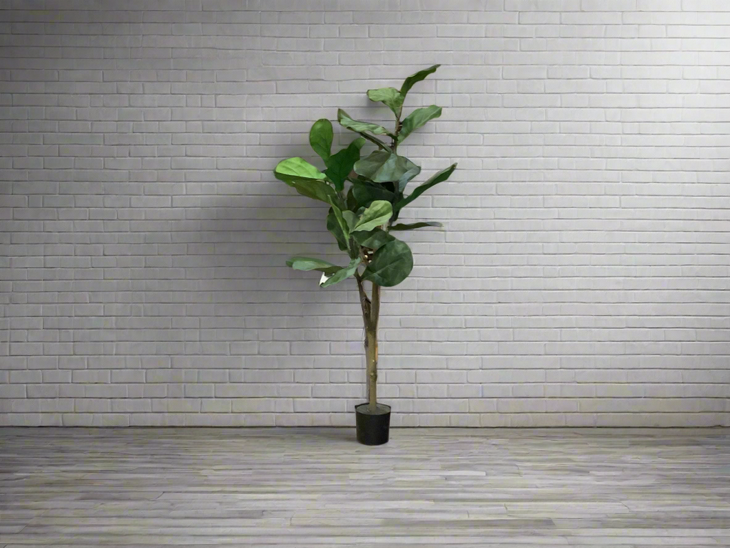 K 4’ fiddle tree with pot