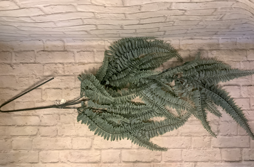 K Hanging fern