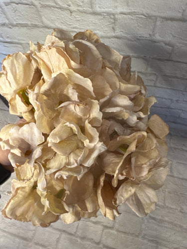 K Dried Hydrangea