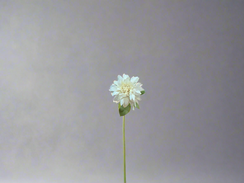 K heirloom dahlia