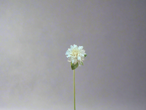 K heirloom dahlia
