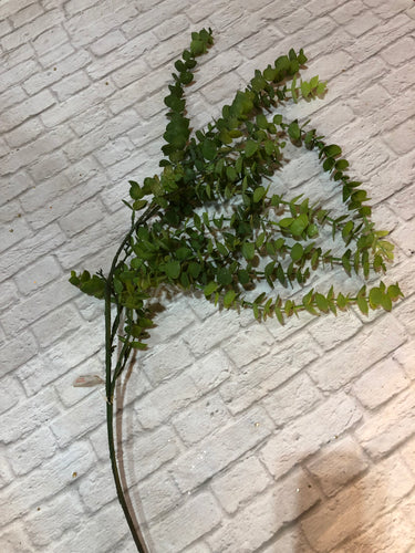 K Eucalyptus Spray