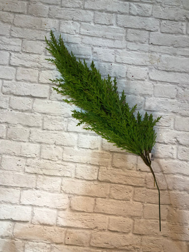 K Cypress Stem