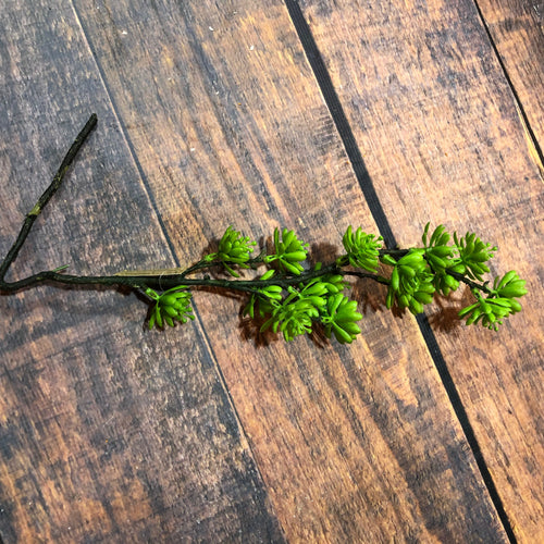 K Succulent Spray