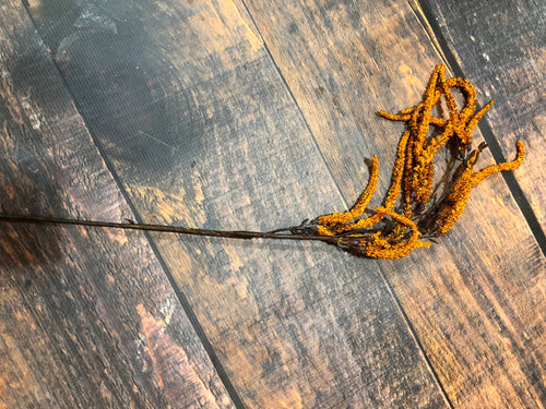 K Amaranthus Stem