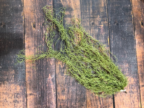 K Mossy Stem