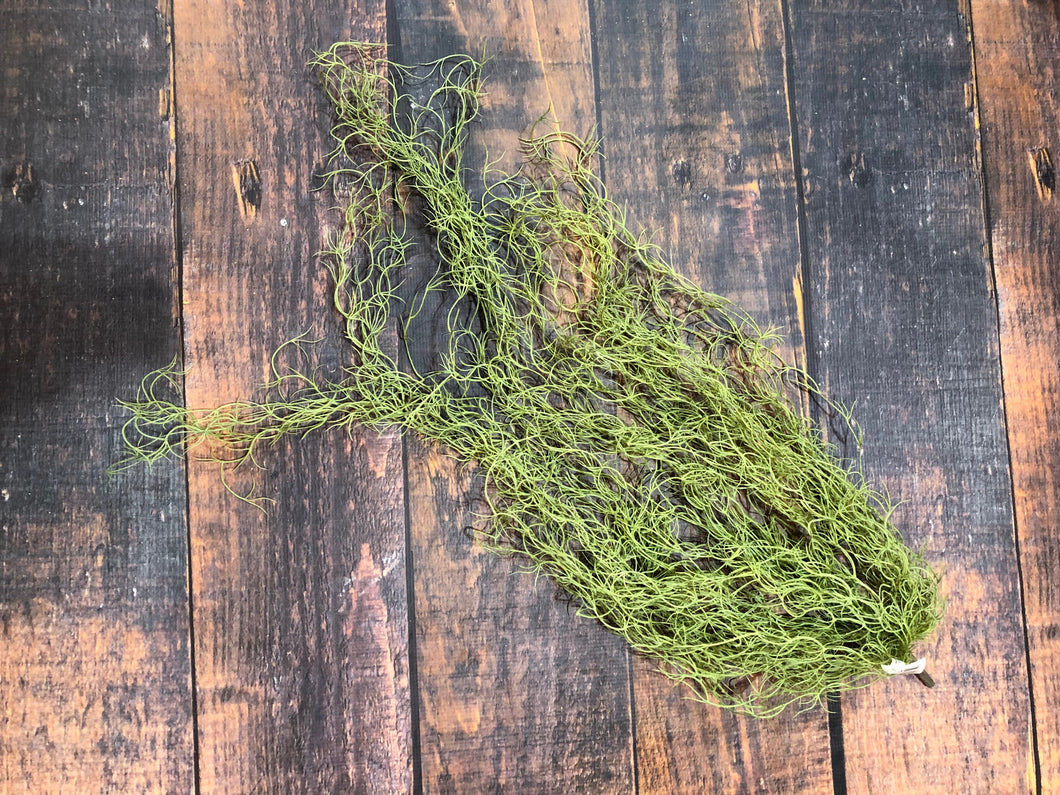 K Mossy Stem
