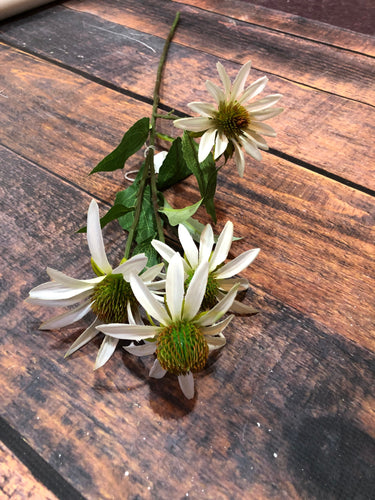K White Cone Flower Stem
