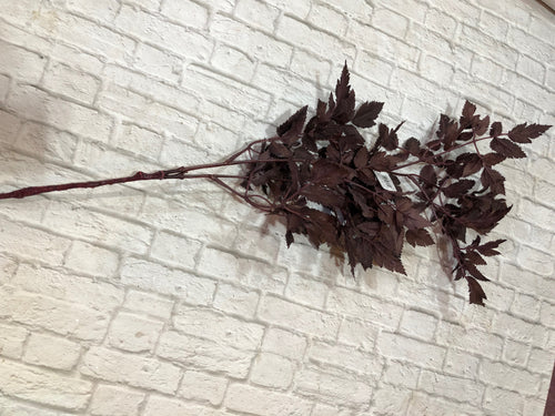 K Ramosa Leaf Spray