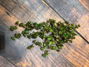 K Trailing Succulent