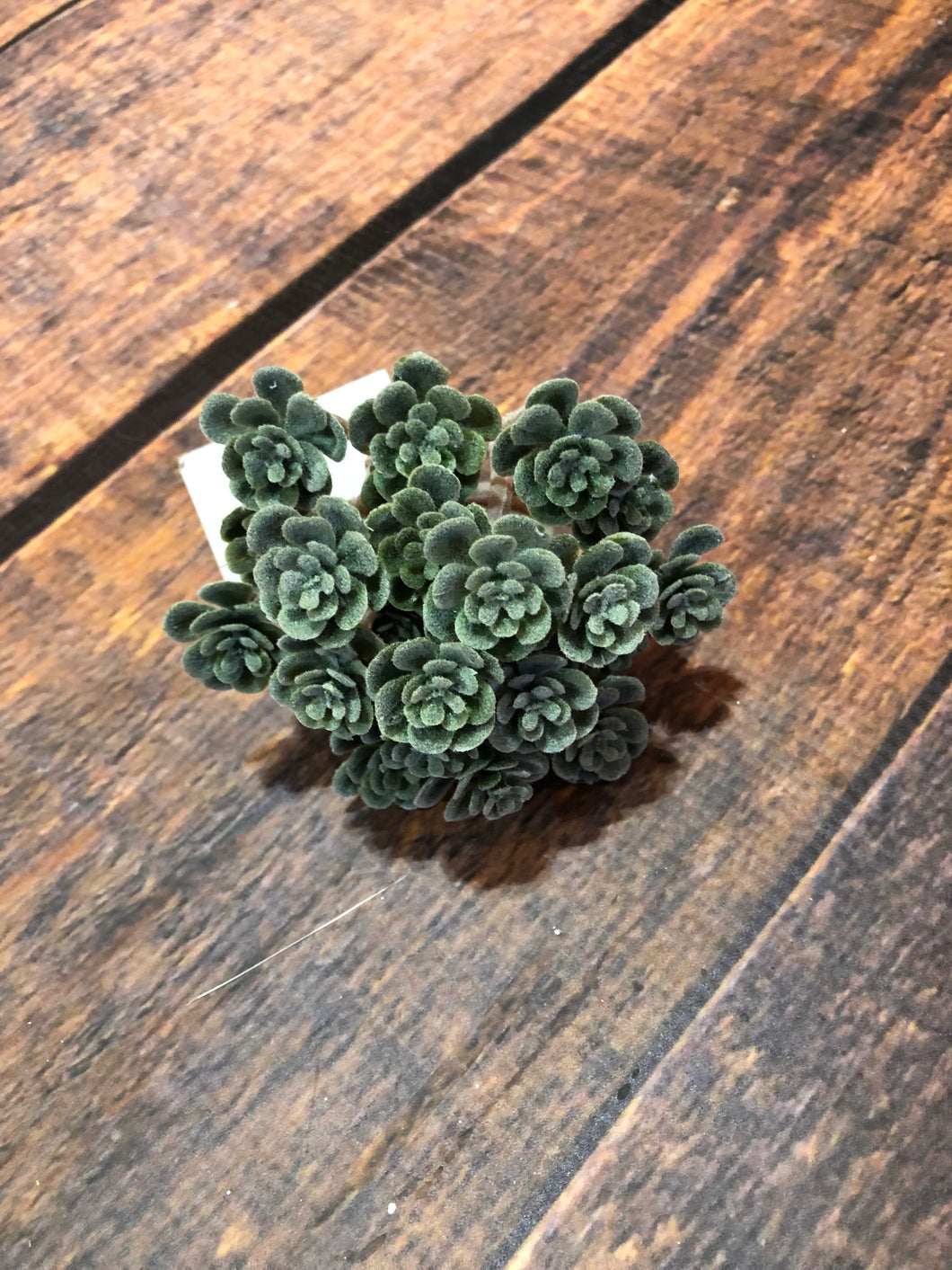 K Sedum Stem