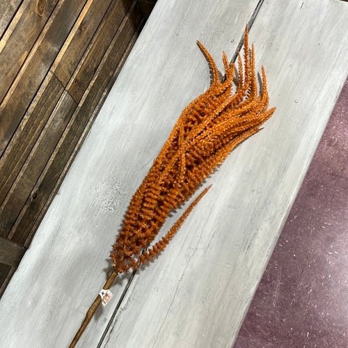 K Orange Upright Amaranthus