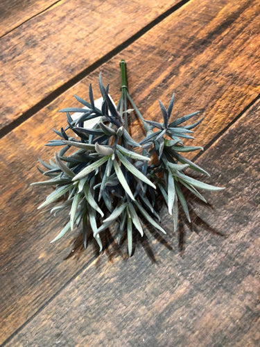 K Crussula Stem