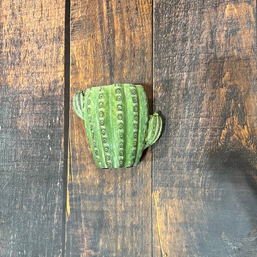 K 6.5” Cactus Planter