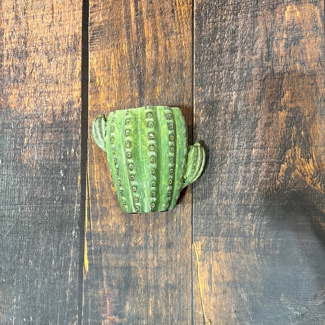 K 6.5” Cactus Planter